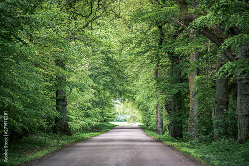 Trees Arching Over Road With Converging Lines At The Horizon