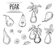 Pear illustration. Hand drawn illustration converted to vector. Isolated. Outline with transparent background