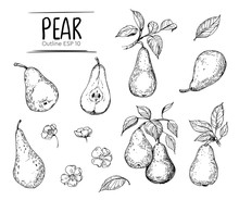 Pear Illustration. Hand Drawn Illustration Converted To Vector. Isolated. Outline With Transparent Background