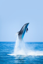 Dolphin Jumping On The Water - Beautiful Seascape And Blue Sky