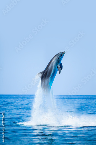 Fototapety delfiny  delfin-skoki-na-wodzie-piekny-krajobraz-i-blekitne-niebo