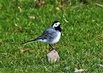 the Motacilla alba bird 