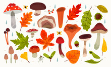 Hand Drawn Big Vector Set Of Various Types Of Mushrooms, Autumn Leaves, Rowan, Acorn And Chestnut. Colored Trendy Illustration. Flat Design. Stamp Texture. All Elements Are Isolated