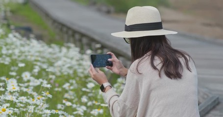 Sticker - Woman take photo on the flower field in the countryside