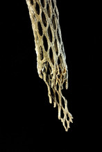 Closeup Of Dried And Decaying Stick Of Cholla Cactus Against Black Background.