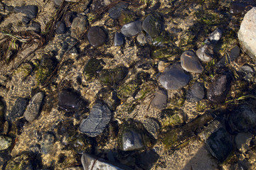 stones in water