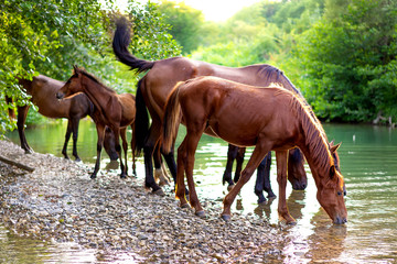 a herd of beautiful free horses near the river drink water. Beautiful forest landscape at sunset