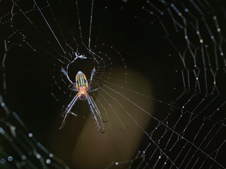 Orchard Orbweaver (Leucauge venusta) resting in spider web with dark nature blurred background.