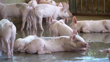 Wall Mural - Group of pig that looks healthy in local ASEAN pig farm at livestock. The concept of standardized and clean farming without local diseases or conditions that affect pig growth or fecundity