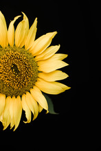Close-up Of  Sunflower Over Black Background