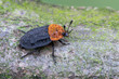 a carrion beetle - Oiceoptoma thoracica