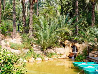 Canvas Print - Palm park El Palmeral in Alicante, Costa Blanca. Spain.in.