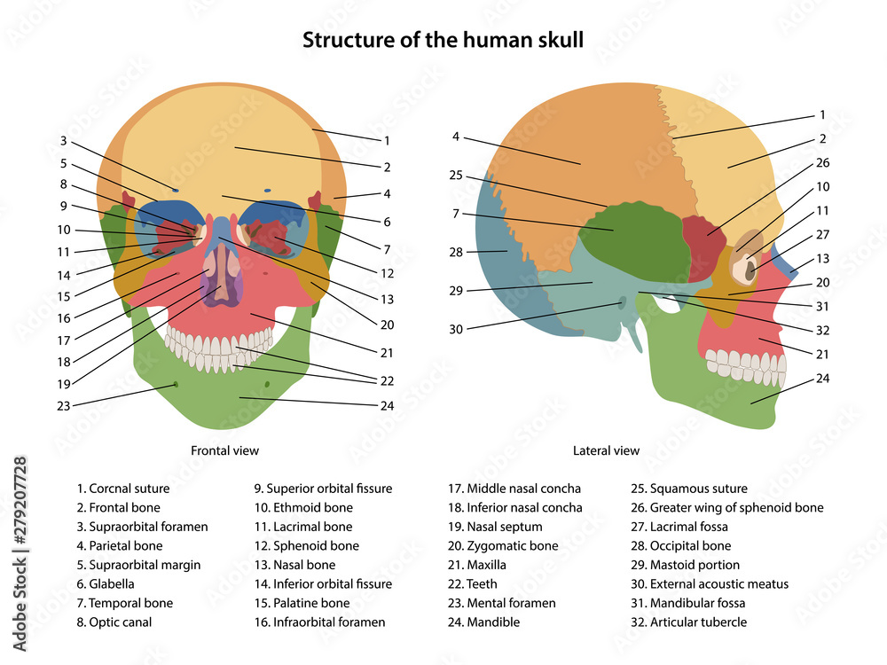Structure Of The Human Skull With Main Parts Labeled Anterior View And Lateral View Anatomical Vector Illustration In Flat Style Isolated Over White Background Wall Mural Olga