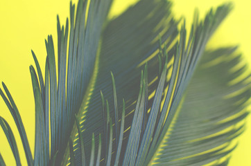 Tropical background with two palm branches and selective focus.