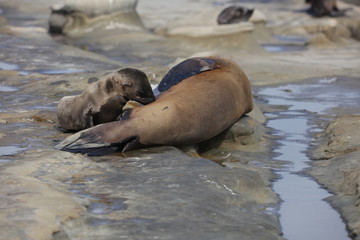 California Sea Lion