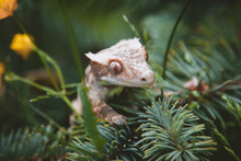 New Caledonian Crested Gecko On Tree With Flowers
