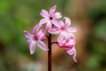 Wall Mural - Hyacinth