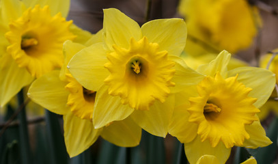 Canvas Print - Daffodil