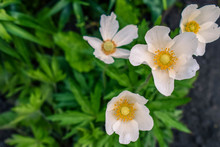Blooming White Flowers Anemone In The Garden