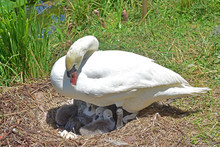 A Swan And Cygnets On Their Lake Front Nest. The Swans Are Progeny Of Birds Gifted By The Queen Of England.