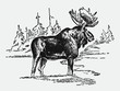 Bull moose alces standing in snowy landscape. Illustration after antique engraving from early 20th century