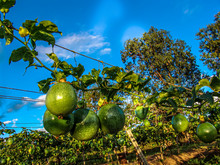 Passion Fruit Field, In Petrolina, Brazil, With Selective Focus