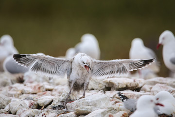 Canvas Print - Chick of Red-billed gull trying to fly