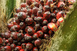 Close-up of oil palm fruit on a tree