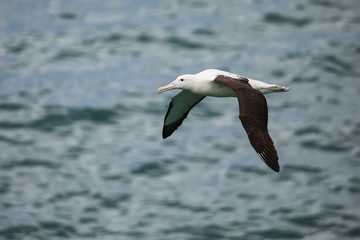 Canvas Print - Northern royal albatross in flight, Taiaroa Head, Otago Peninsula, New Zealand