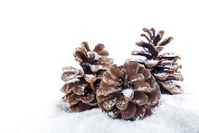 Pine Cones On A Snow