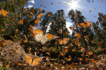 monarch butterfly