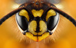 canvas print picture - Extreme sharp and detailed study of wasp head