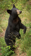 A young black bear (Ursus americanus) standing tall in the mountains of Western North Carolina. This is near the border of Tennessee.