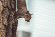 Gray squirrel climbing tree trunk holding peanut in mouth