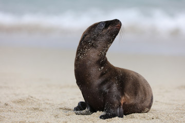 California sea lion