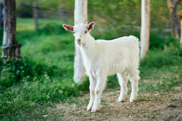 Wall Mural - white goat on the meadow