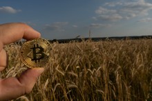 Bitcoin Is Hold By Hand In Front Of A Cornfield