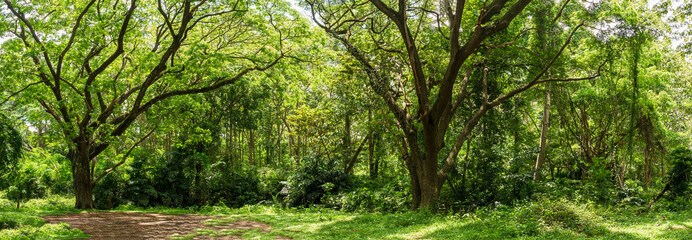 Wall Mural - Panoramic Tropical rain forest jungle in Thailand