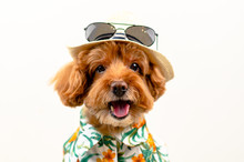 An Adorable Smiling Brown Toy Poodle Dog Wears Hat With Sunglasses On Top And Hawaii Dress For Summer Season On White Background.