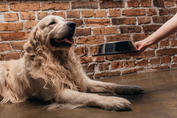 partial view of woman holding bowl with pet food near cute retriever dog