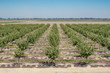 California Pistachio Tree Nut Orchard Organic Farm