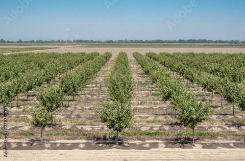 Fotografía California Pistachio Tree Nut Orchard Organic Farm