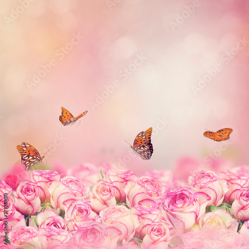 Gulf Fritillary butterflies in a rose garden
