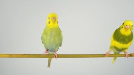 Wall Mural - Two wavy parrots on a stick on a white background