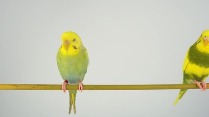 Wall Mural - Two wavy parrots on a stick on a white background