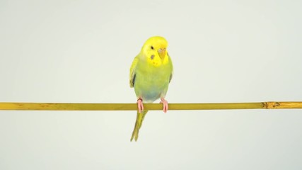 Wall Mural - Two wavy parrots on a stick on a white background