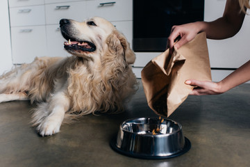 partial view of woman pouring pet food in bowl to golden retriever dog