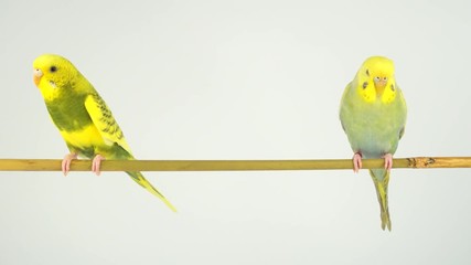 Wall Mural - Two wavy parrots on a stick on a white background