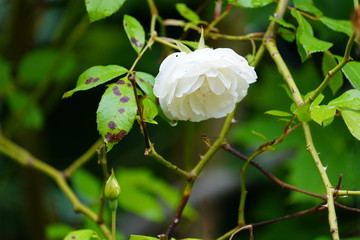 Wall Mural - real wild roses attract real fast insects