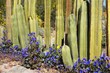 Natural cactus fence with blue flowers along the base